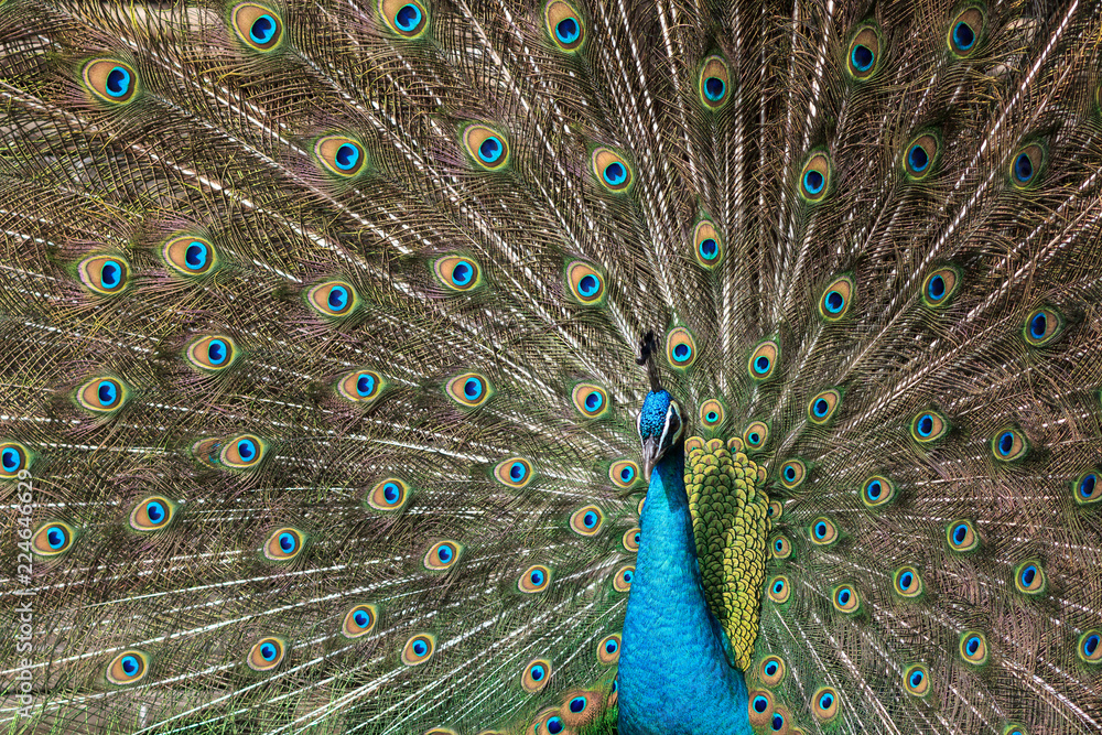 Obraz premium Pfau schlägt ein Rad