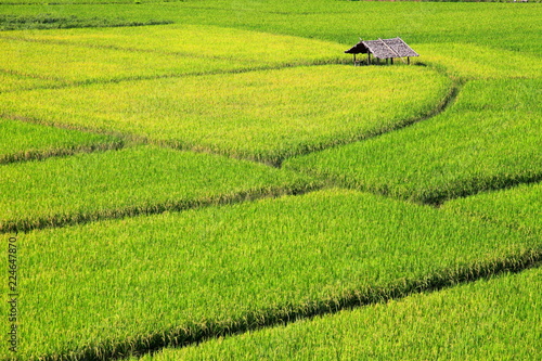Green rice field on the mountain valley