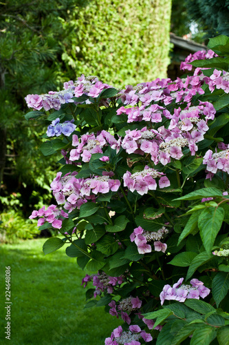 Fototapeta Naklejka Na Ścianę i Meble -  Tellerhortensien
