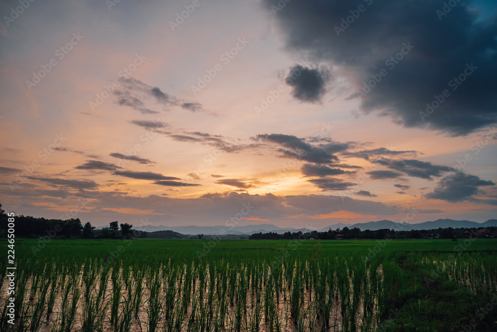 Rice field view at sunset