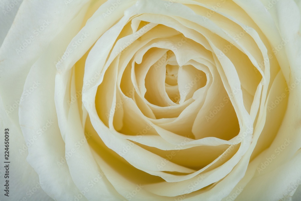 Obraz premium White Rose Head - Close Up