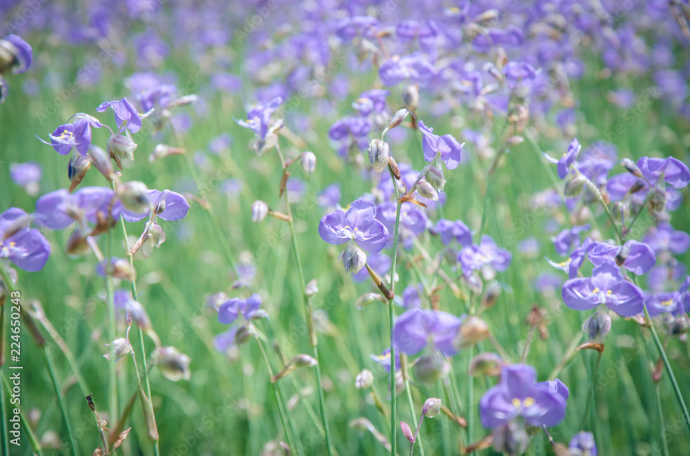 Fototapeta premium Purple wildflowers named Murdannia giganteum on blurry background.