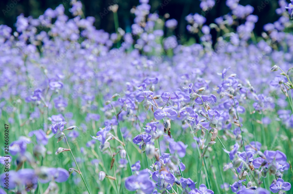 Purple wildflowers named Murdannia giganteum on blurry background. Purple wildflowers named Murdannia giganteum on blurry background.
