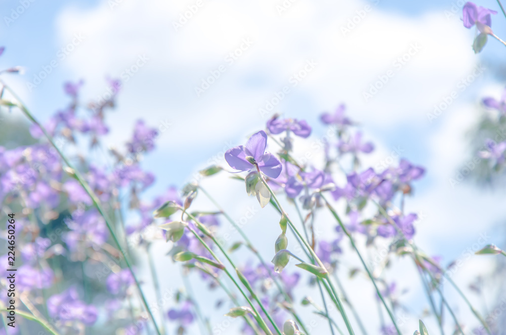 Fototapeta premium Purple wildflowers named Murdannia giganteum on blurry background.