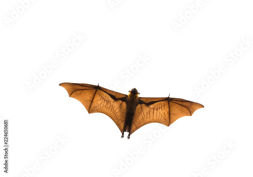 Lyle's flying fox, Spread wings flying on a white background.