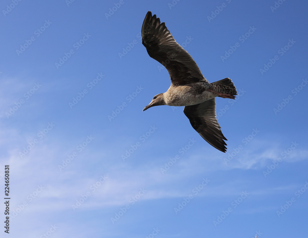 Fototapeta premium Seagul