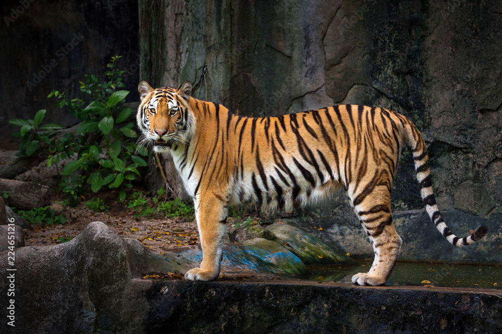 Indochinese tiger is standing in the midst of a natural forest. Indochinese tiger is standing in the midst of a natural forest.
