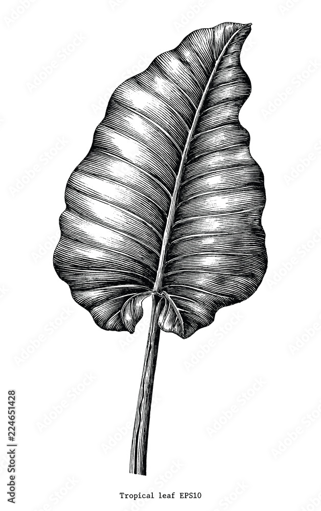 Obraz premium Tropical leaf hand draw vintage engraving clip art isolated on white background