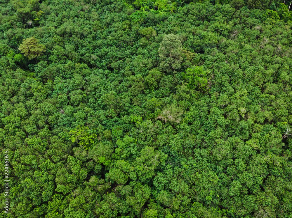 aerial top view perspective green leaf natural forest in the rain season