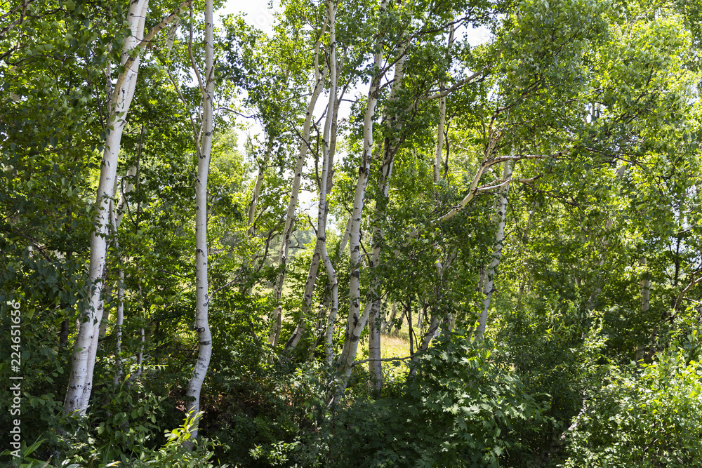 Naklejka premium 日本・菅平の自然