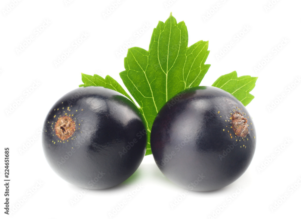 black currant with green leaf isolated on white background. macro black currant with green leaf isolated on white background. macro