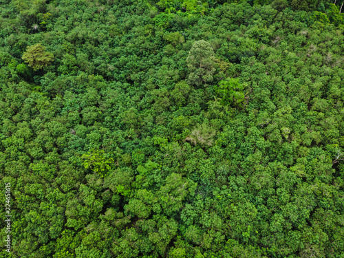 aerial top view perspective green leaf natural forest in the rain season