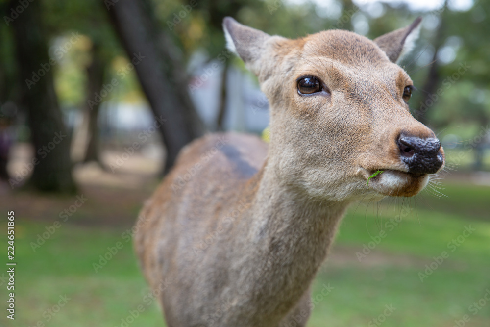 Deer in Nara