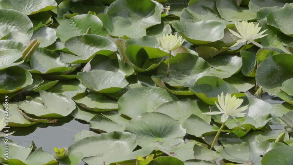 Yellow Lotus Flowers Sunny to Cloudy Transition Yellow Lotus Flowers Sunny to Cloudy Transition