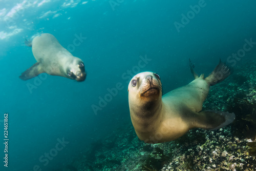 Scuba diving with sea lions in southern atlantic ocean, Patagonia, Argentina. 