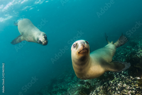 Scuba diving with sea lions in southern atlantic ocean, Patagonia, Argentina. 