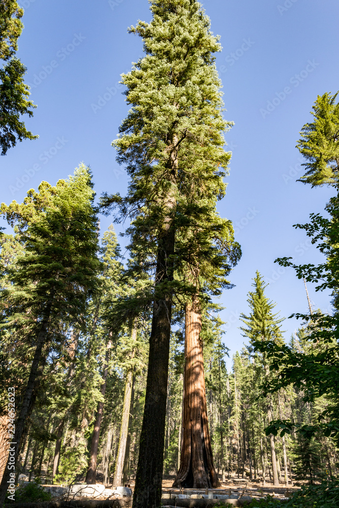 Fototapeta premium Giant sequoias at Yosemite National Park