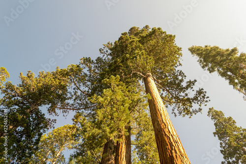Giant sequoias at Yosemite National Park © rmbarricarte
