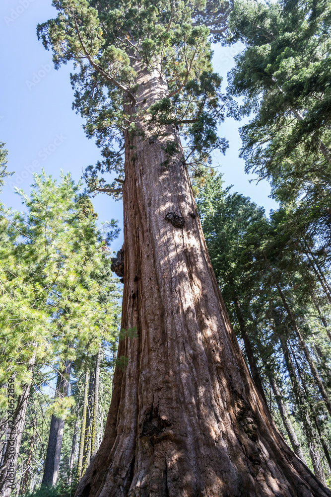 Giant sequoias at Yosemite National Park