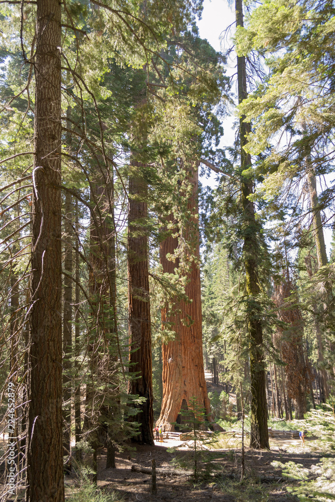 Fototapeta premium Giant sequoias at Yosemite National Park