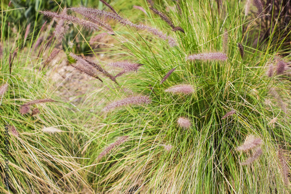 Chinese Pennisetum or swamp grass, Pennisetum alopecuroides with blurry green leaves background in garden