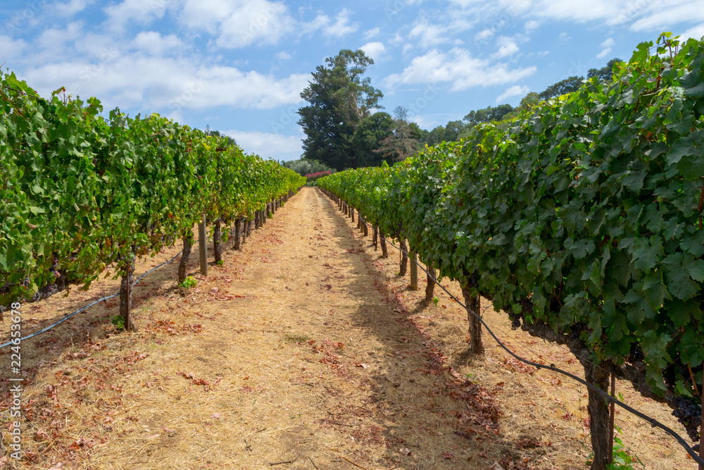 Vineyards at Sonoma valley