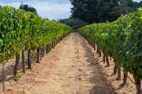 Vineyards at Sonoma valley photo