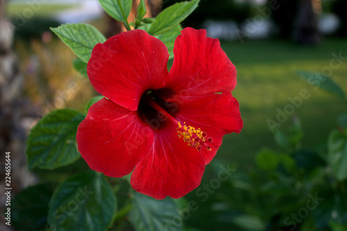 Exotic red flower. Antalya Turkey