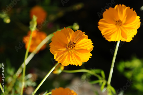 オレンジ色の花 キバナコスモス