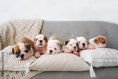 Six beautiful puppies of the english bulldog lies on a sofa with pillows.