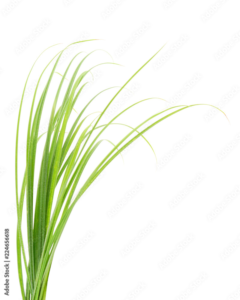  Fresh green grass isolated on white background.
