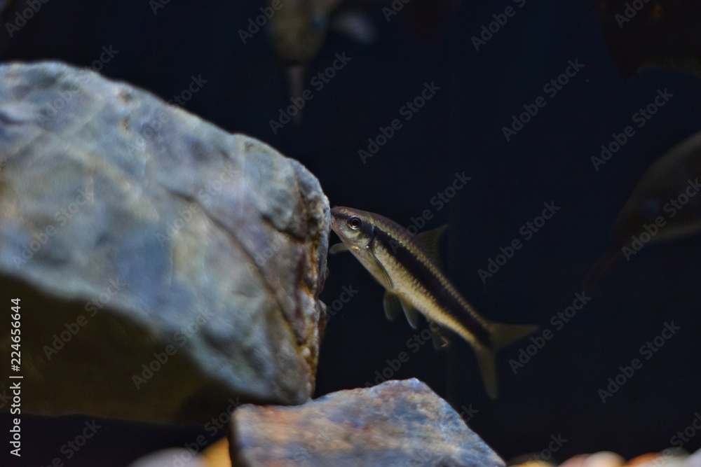 Small fish in the marine aquarium