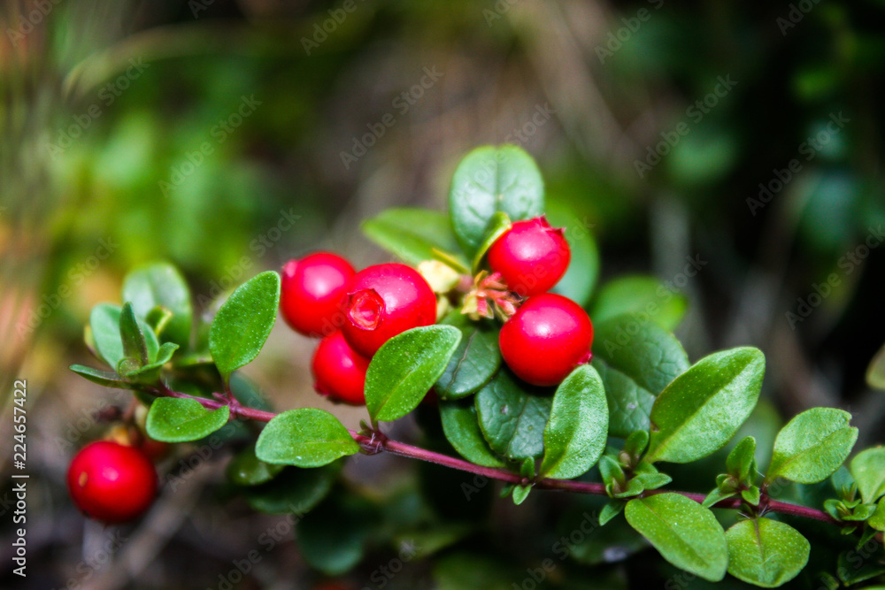 Obraz premium Wild berry cranberries (Vaccinium vitis-idaea). Ripe wild lingonberries. Wild berry cranberries. Lingonberries. Berries of wild cowberry.