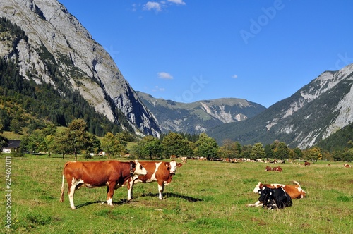 Großer Ahornboden, Engalm, Karwendel, Tirol