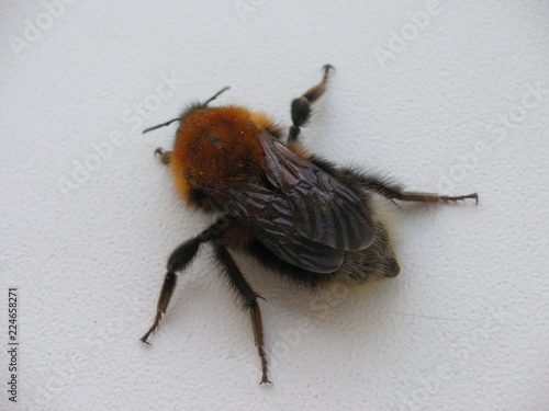 bee photo