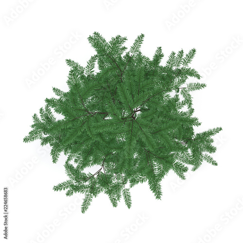 Albizia tree. Isolated on w...