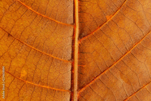 Macro. Veins orange autumn beautiful leaf closeup © laboko