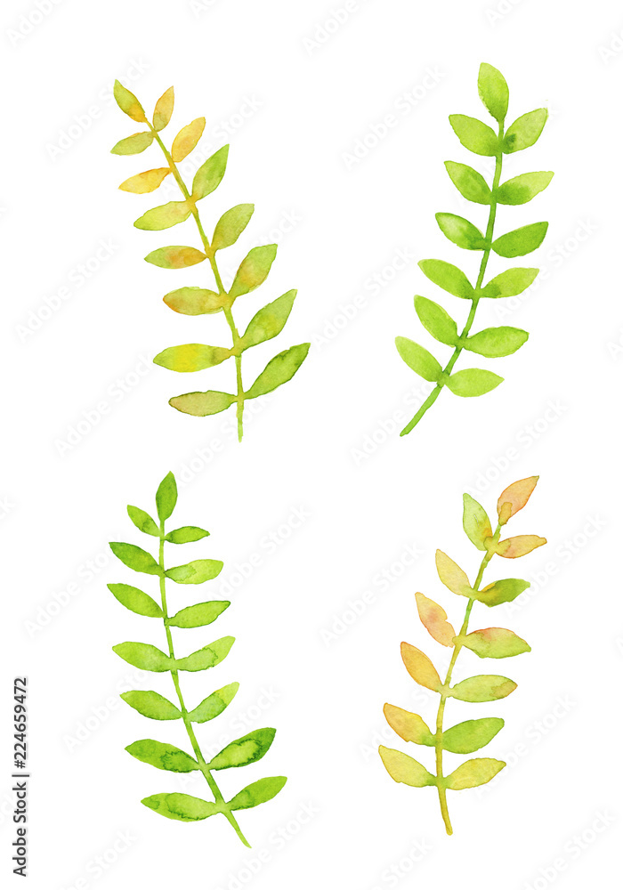 黄緑色の葉っぱ 飾り用 水彩イラスト Stock Illustration Adobe Stock 黄緑色の葉っぱ 飾り用 水彩イラスト Stock Illustration Adobe Stock
