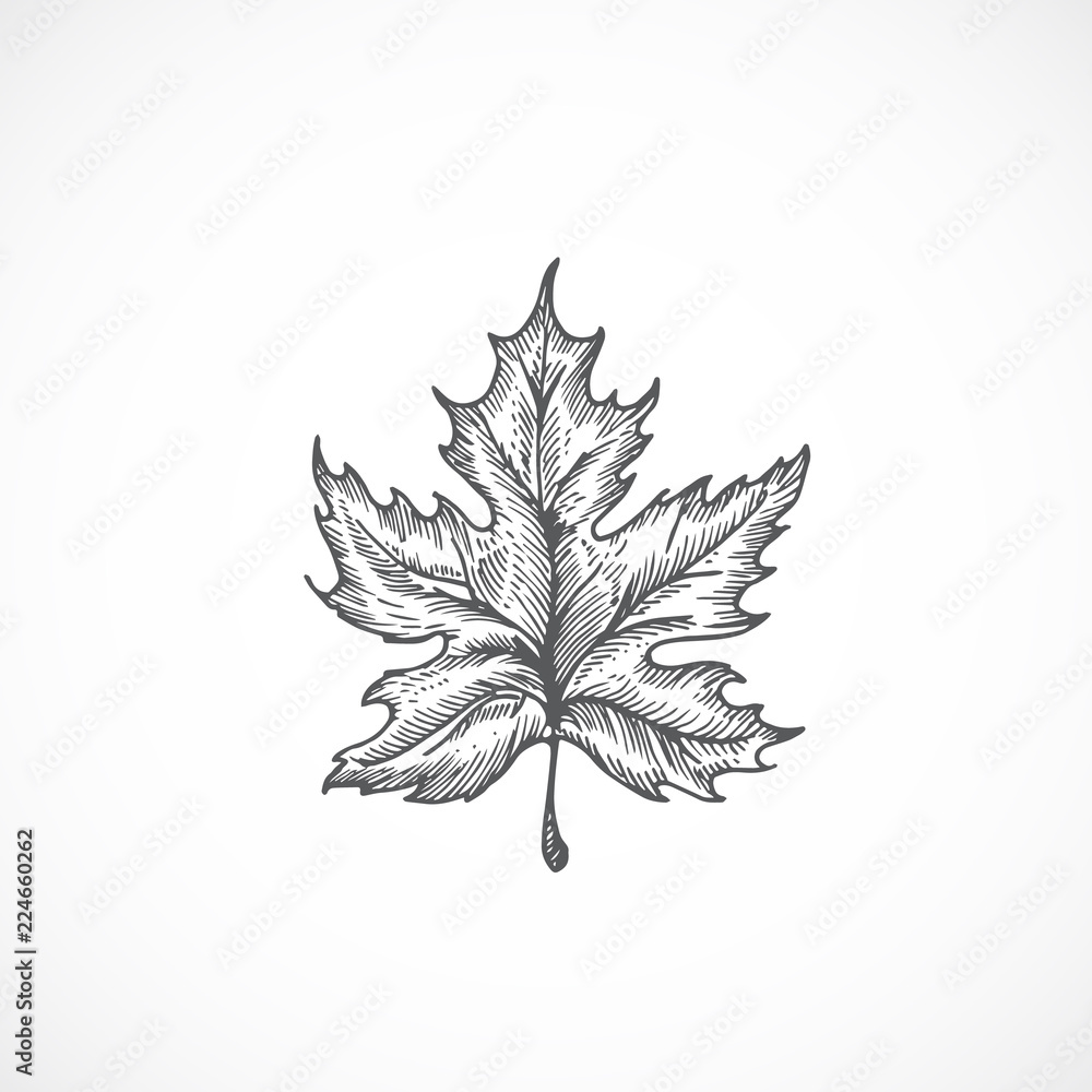 Black And White Maple Leaf Seamless Background Ink Hand Drawn Botanical  Illustration Of Vintage Maple Leaf Pattern Black Leaf Sketch Stock  Illustration - Download Image Now - iStock