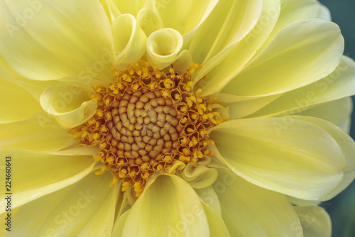 Fototapeta Naklejka Na Ścianę i Meble -  Dahlia