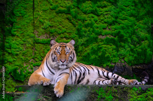 Bengal tigers lie with each other on a green moss on a rocky mountain.