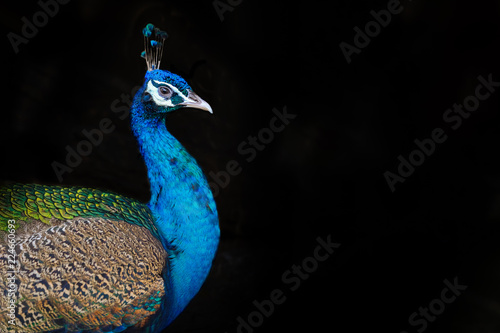 Obraz na plátně Peafowl portrait with on black background