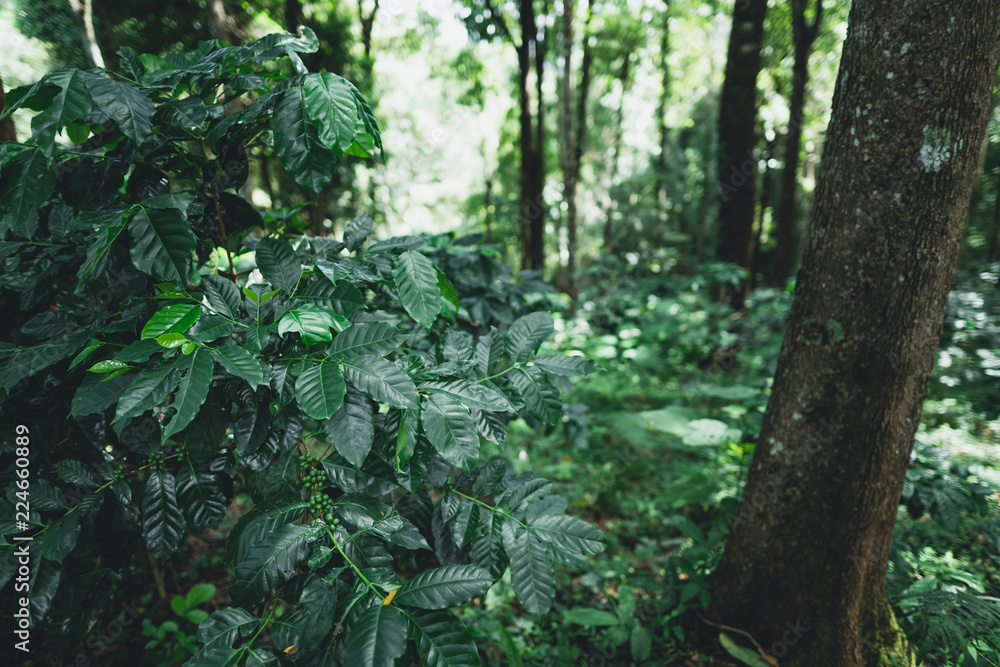 Raw coffee in the wild Under the tree Raw coffee in the wild Under the tree