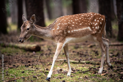 Bambi