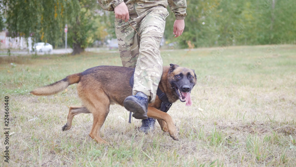 Trained german shepherd dog walking between his trainer legs Trained german shepherd dog walking between his trainer legs
