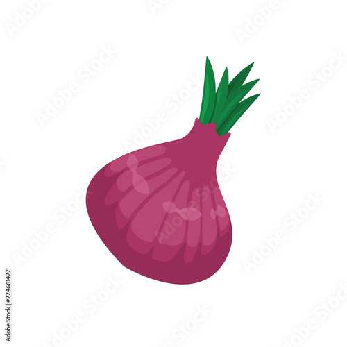 Illustration of an onion