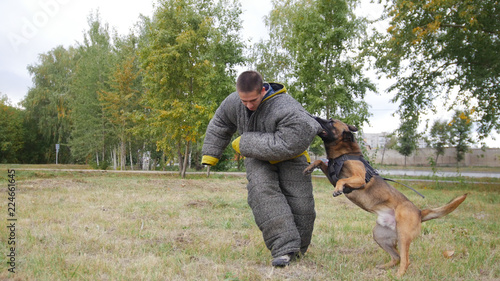 A trained german shepherd dog biting in a shoulder the man in a protection suit