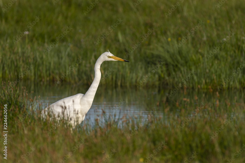 Grande Aigrette (Ardea alba - Great Egret) Grande Aigrette (Ardea alba - Great Egret)