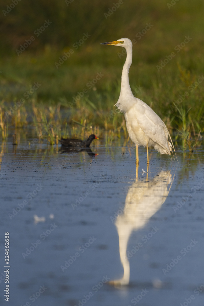 Obraz premium Grande Aigrette (Ardea alba - Great Egret)