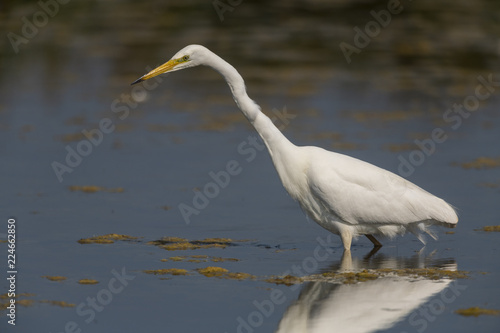 Grande Aigrette  Ardea alba - Great Egret 